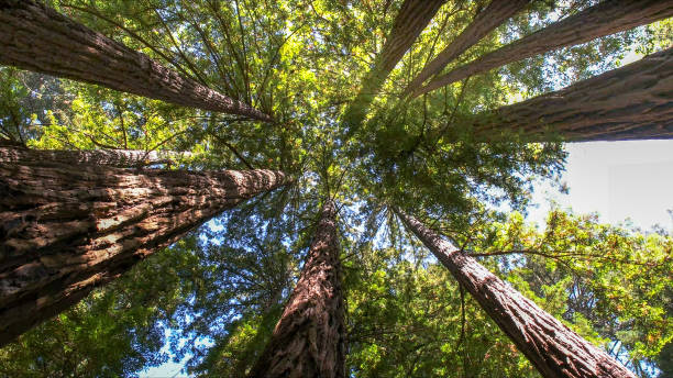 How Our Tree Care Process Works  in  Hampton Beach, NH